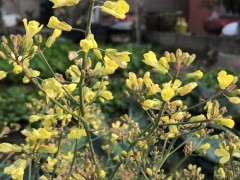 为什么兴安杜鹃下山桩培育有难度 图片