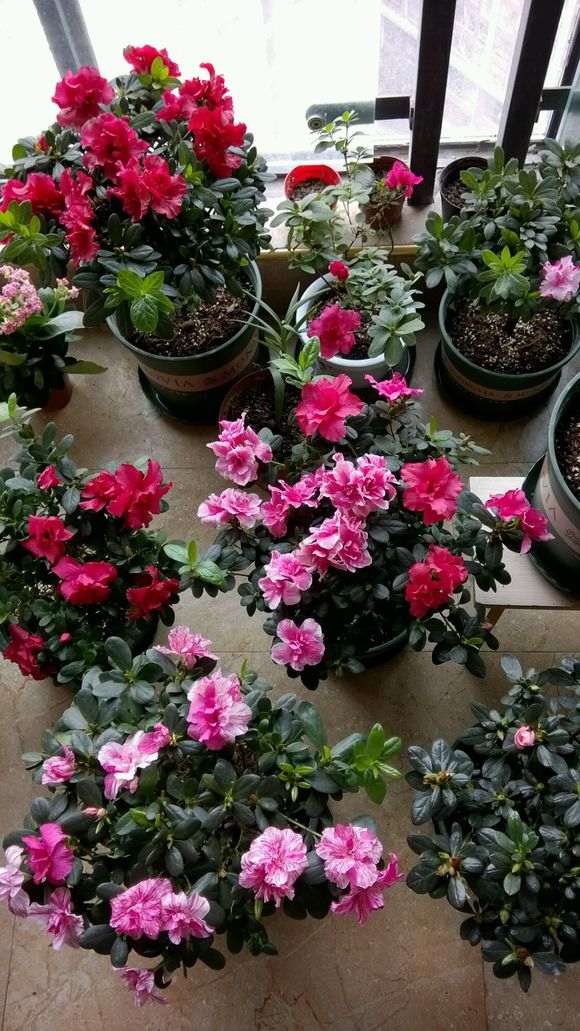 杜鹃下山桩搬到阳台怎么开窗通风最好