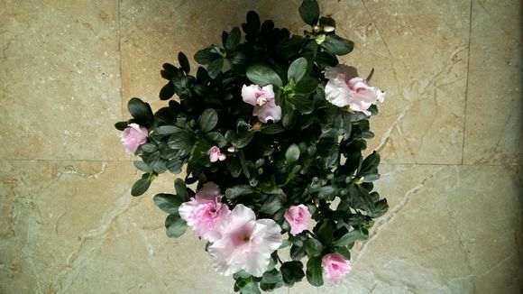 杜鹃下山桩搬到阳台怎么开窗通风最好