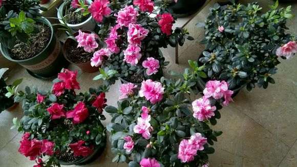 杜鹃下山桩搬到阳台怎么开窗通风最好