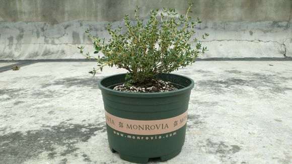 阳台杜鹃下山桩用什么花盆比较好啊