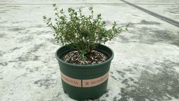 阳台杜鹃下山桩用什么花盆比较好啊