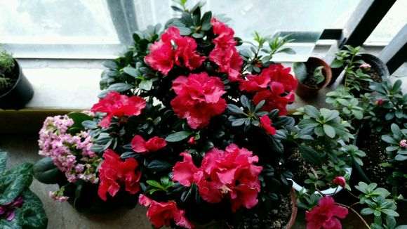 南阳台怎么养殖杜鹃下山桩呢 图片