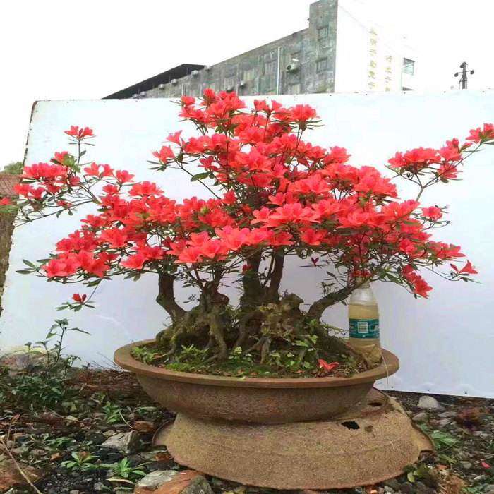 南阳台怎么养殖杜鹃下山桩呢 图片