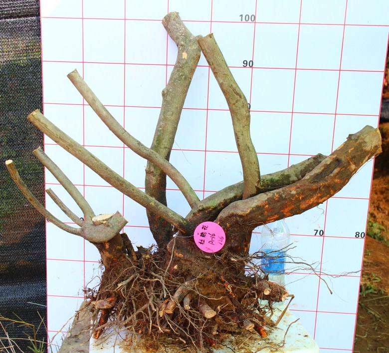 南阳台怎么养殖杜鹃下山桩呢 图片