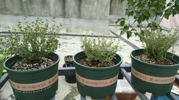 为什么湿度对杜鹃下山桩花开有很大影响