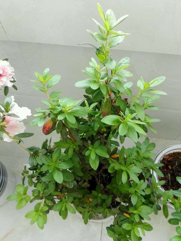 为什么湿度对杜鹃下山桩花开有很大影响