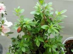 为什么湿度对杜鹃下山桩花开有很大影响