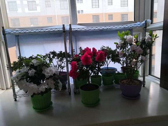 杜鹃下山桩全得了小叶病 怎么办 图片