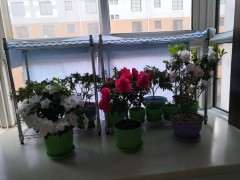 杜鹃下山桩全得了小叶病 怎么办 图片