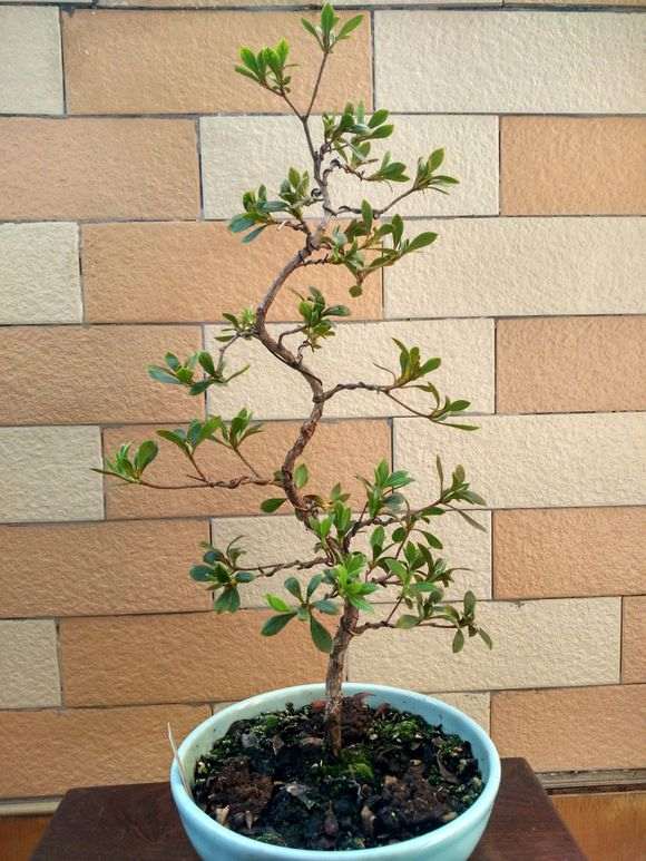 杜鹃下山桩怎么直杆弯腰