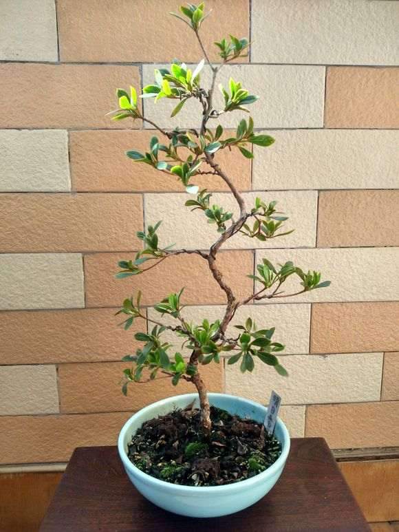 杜鹃下山桩怎么直杆弯腰