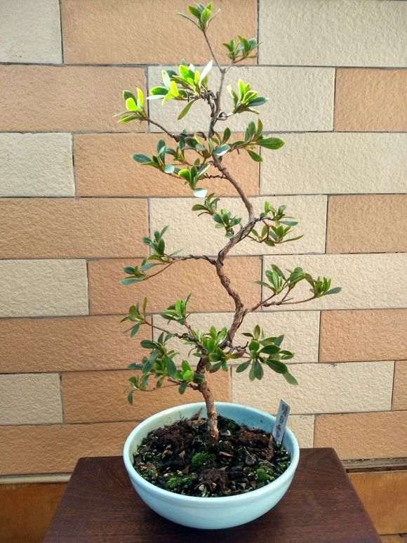 杜鹃下山桩怎么直杆弯腰