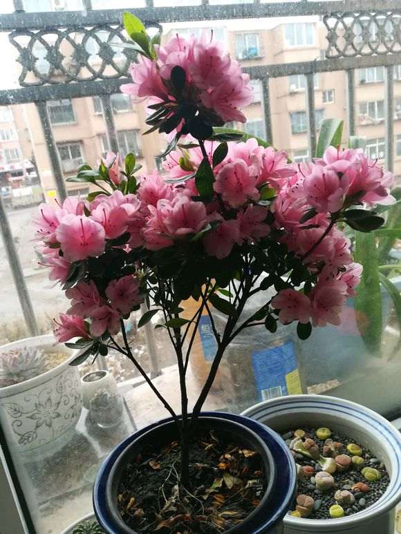 鹿沼土可以扦插杜鹃下山桩苗可以吗 图片