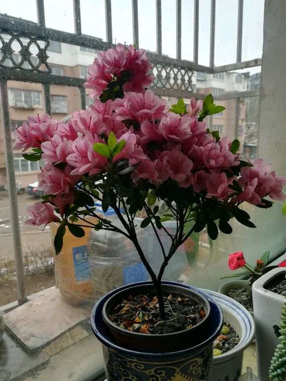 鹿沼土可以扦插杜鹃下山桩苗可以吗 图片