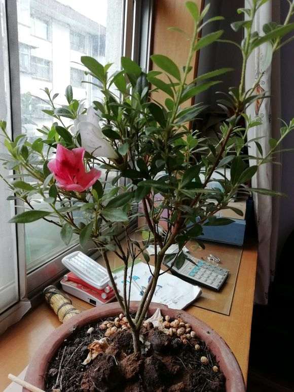 鹿沼土可以扦插杜鹃下山桩苗可以吗 图片