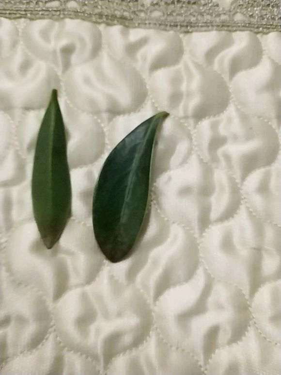 杜鹃下山桩红山茶有品种之分吗