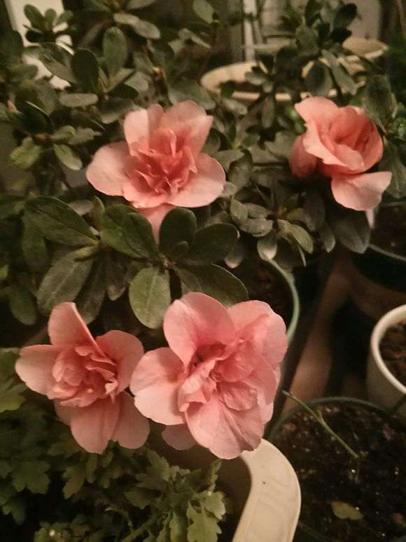 比利时杜鹃下山桩花期到底有多长啊