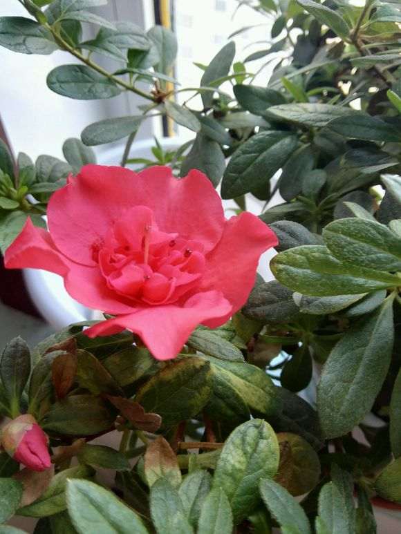 这种杜鹃下山桩是不是很容易开花呀