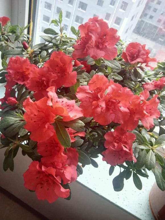 北方可以养活杨梅红杜鹃下山桩吗