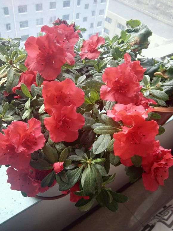 北方可以养活杨梅红杜鹃下山桩吗