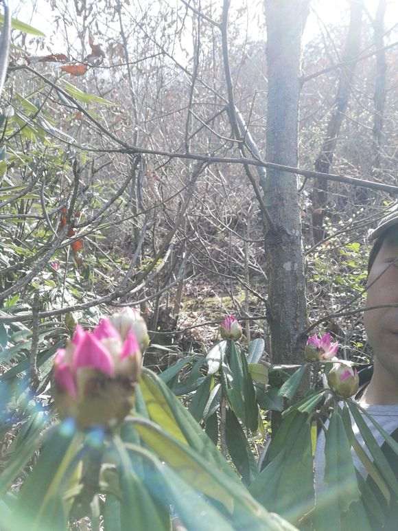 高山杜鹃下山桩能嫁接其它杜鹃桩吗