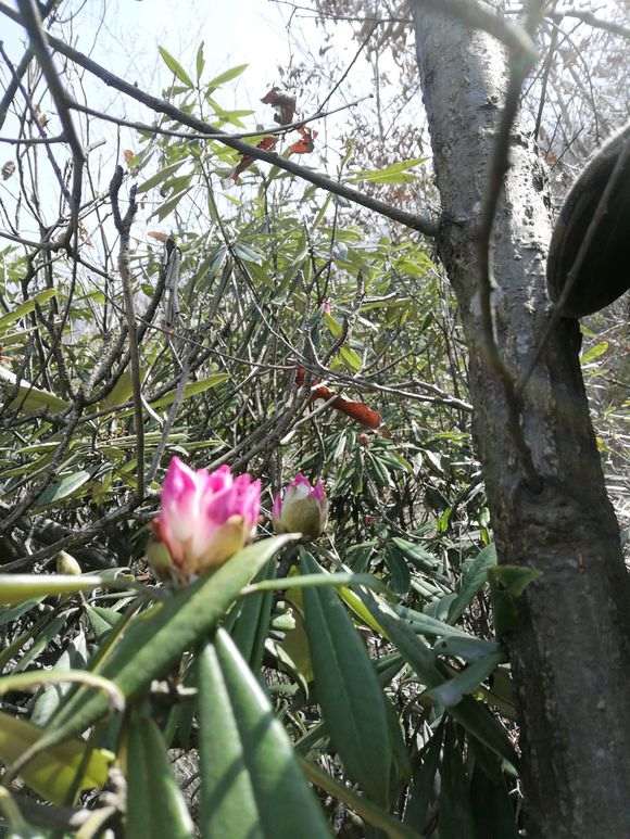 高山杜鹃下山桩能嫁接其它杜鹃桩吗