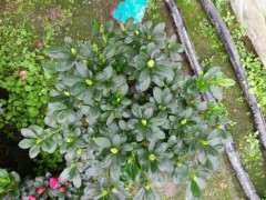 为什么小桃红杜鹃下山桩最好种活 图片