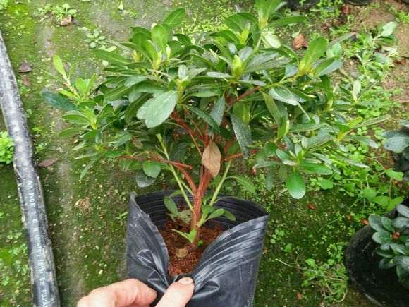马樱杜鹃下山桩怎么种植的方法 图片