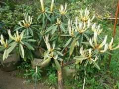 马樱杜鹃下山桩怎么种植的方法 图片