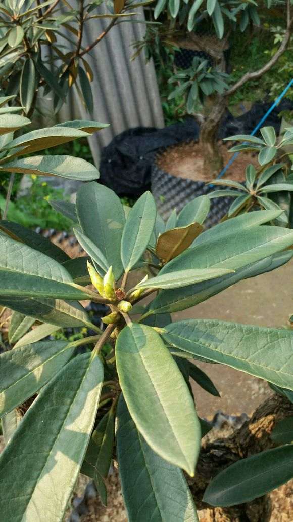 为什么杜鹃下山桩最艰难的月份是7到9月