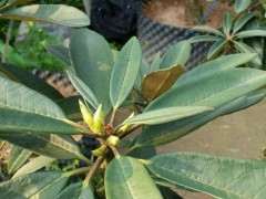 为什么杜鹃下山桩最艰难的月份是7到9月