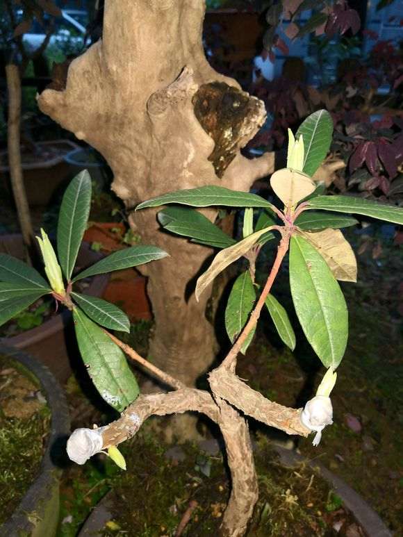 杜鹃下山桩只长芽不开花是什么原因 图片