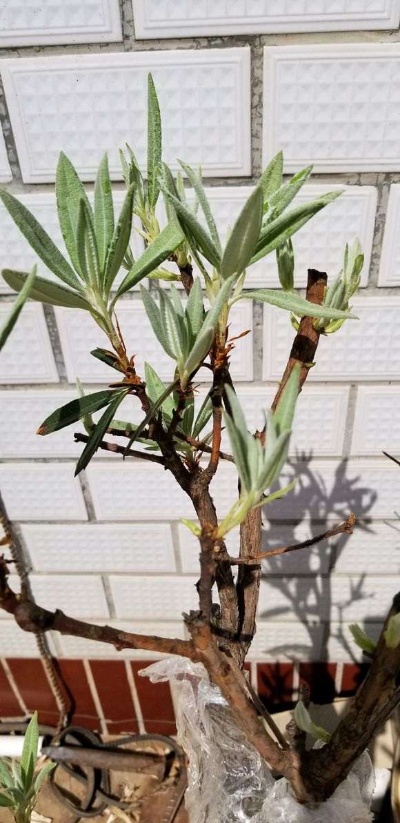 杜鹃下山桩只长芽不开花是什么原因 图片