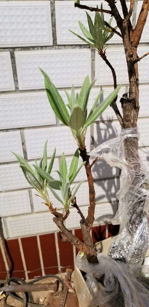 杜鹃下山桩只长芽不开花是什么原因 图片