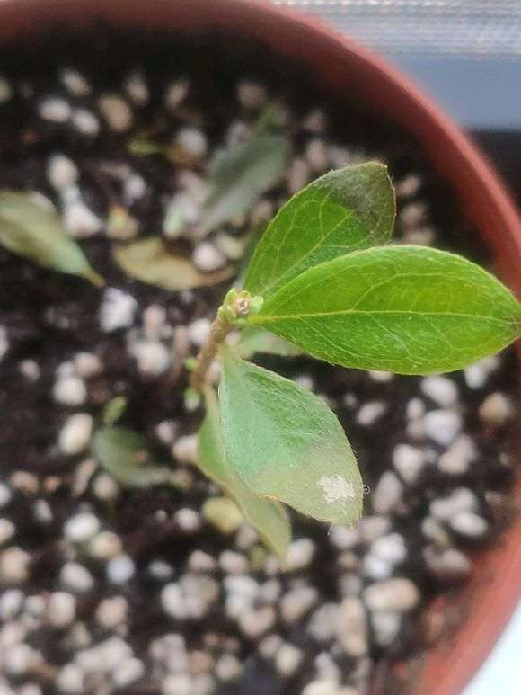 杜鹃下山桩干叶怎么回事 有什么方法