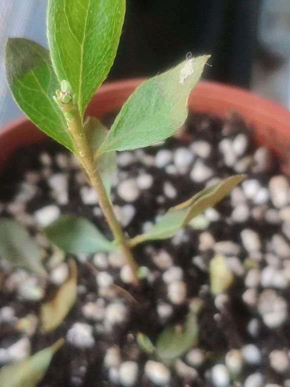 杜鹃下山桩干叶怎么回事 有什么方法