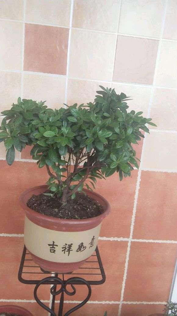 杜鹃下山桩干叶怎么回事 有什么方法