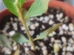 杜鹃下山桩干叶怎么回事 有什么方法