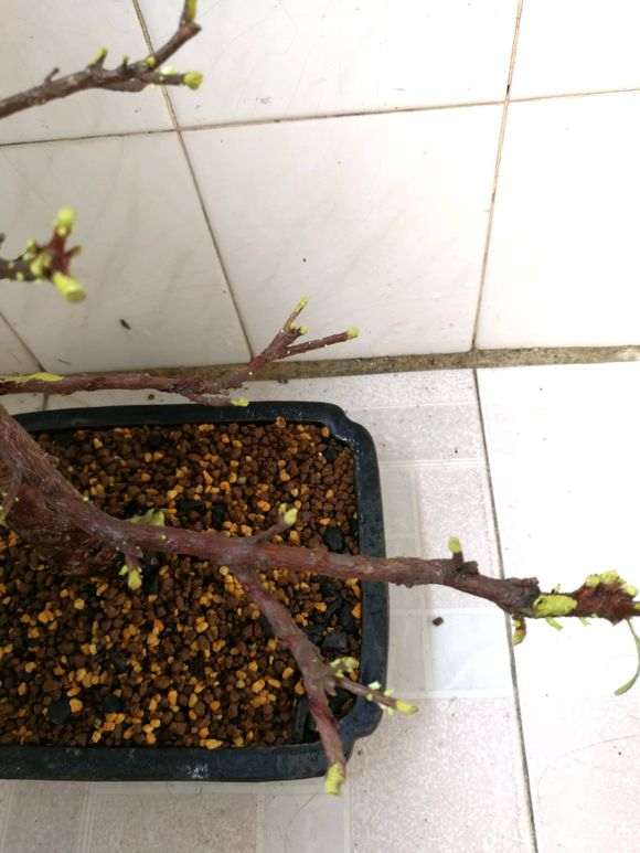 杜鹃下山桩洗根十八天的样子