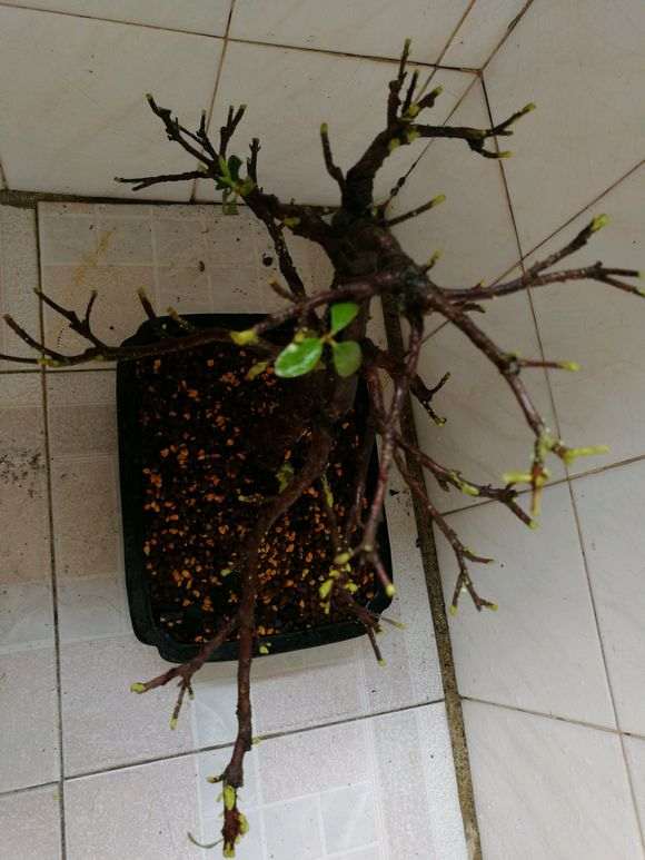 杜鹃下山桩洗根十八天的样子