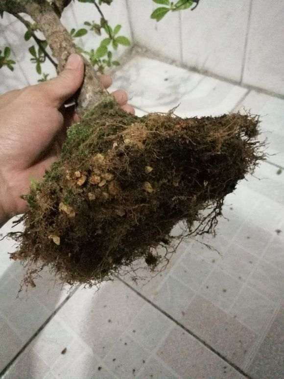 杜鹃下山桩洗根十八天的样子