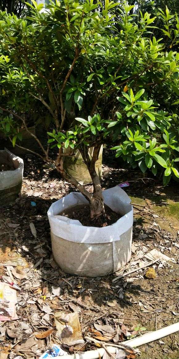 出售 毛杜鹃下山桩 我230不包邮 图片