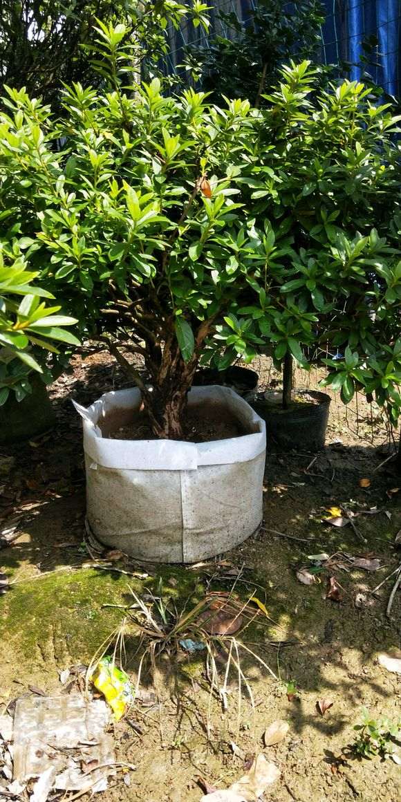 出售 毛杜鹃下山桩 我230不包邮 图片