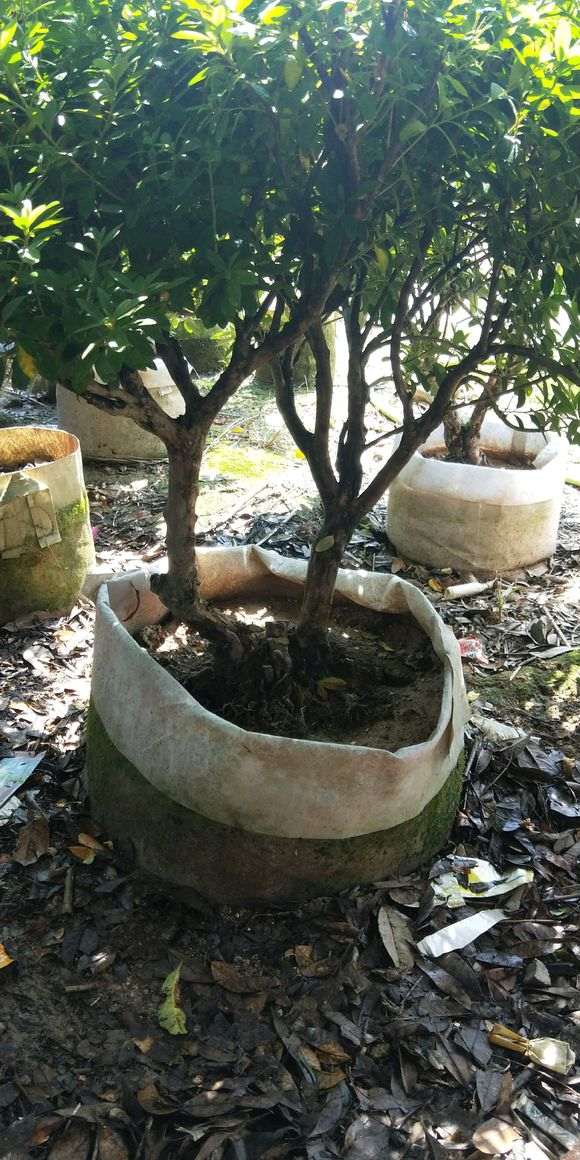 出售 毛杜鹃下山桩 我230不包邮 图片