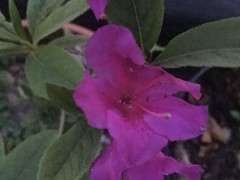 为什么杜鹃下山桩花是蓝紫色 图片