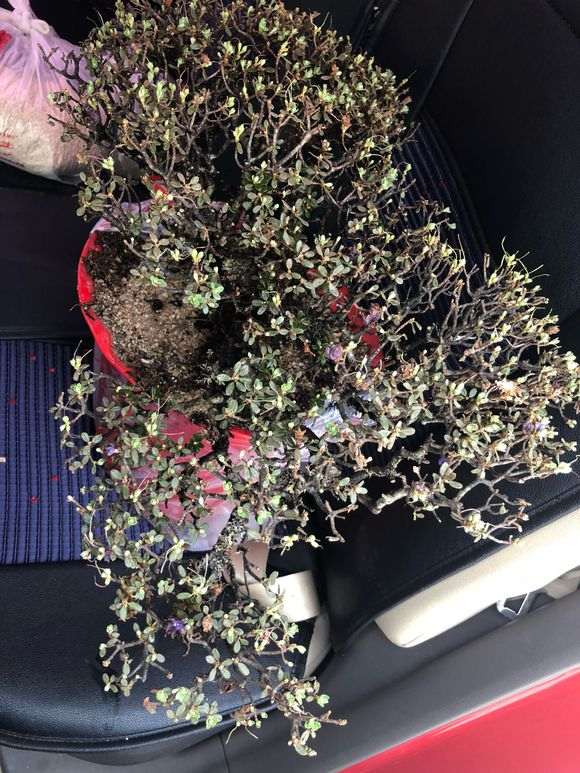 为什么米叶杜鹃下山桩成活率都很低 图片