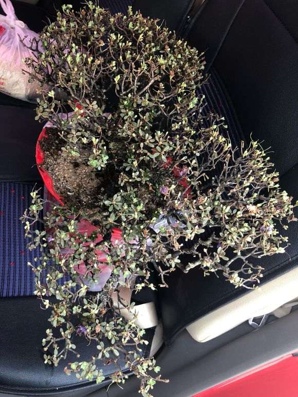 为什么米叶杜鹃下山桩成活率都很低