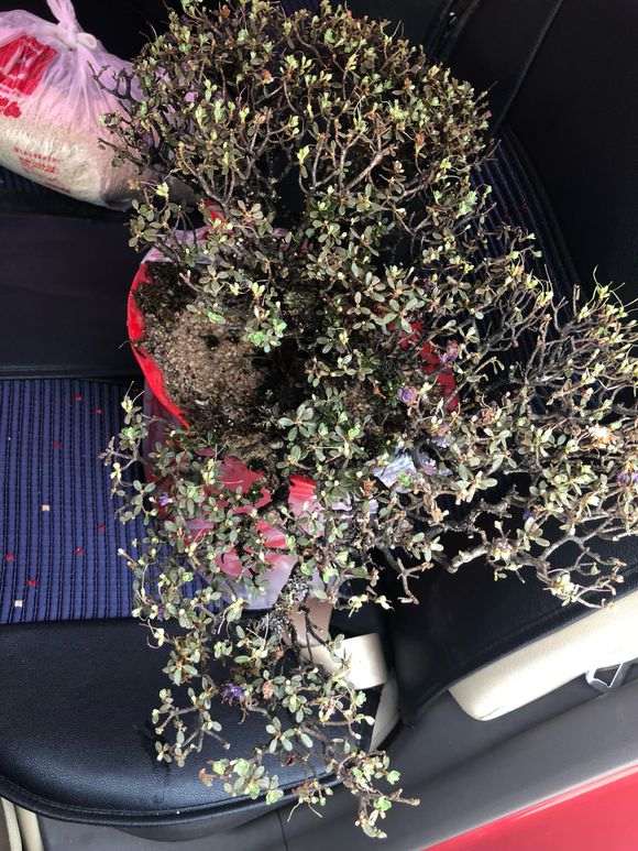 为什么米叶杜鹃下山桩成活率都很低