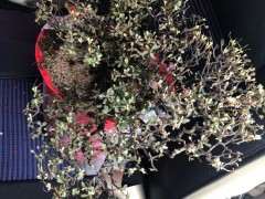 为什么米叶杜鹃下山桩成活率都很低 图片